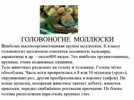 Моллюски головоногие кратко
