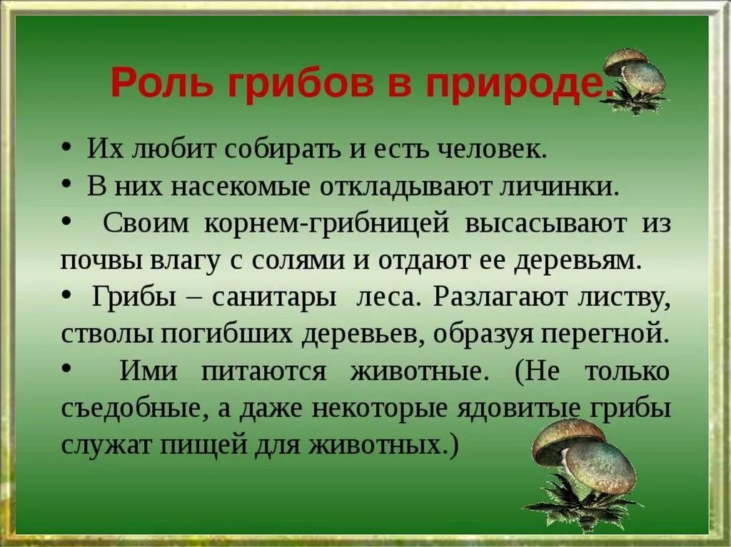 Гриблен. Сообщение на тему роль грибов в жизни человека. Роль грибов в природе и жизни человека 5 класс биология. Доклад на тему роль грибов в жизни человека. Роль грибов 5 класс биология.