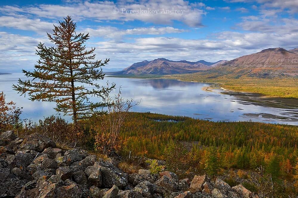 Озеро лама плато Путорана Красноярский край. Таймыр озеро лама. Плато Путорана Эвенкия. Озеро лама Норильск. На берегах таймырского озера мы часто видели