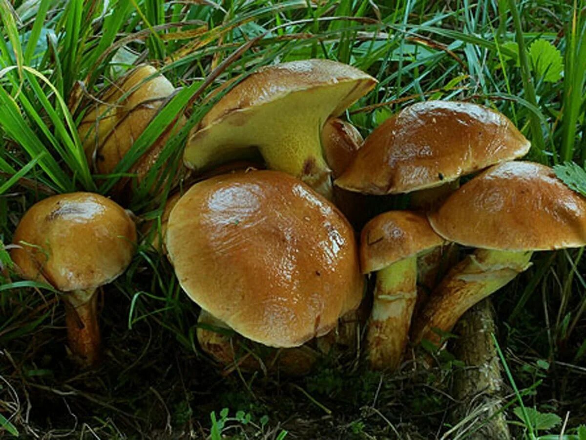 Маслёнок трентийский (Suillus tridentinus). Грибы маслята. Масленок лиственничный. Масленок грибы для детей детского сада. Есть гриб масленок