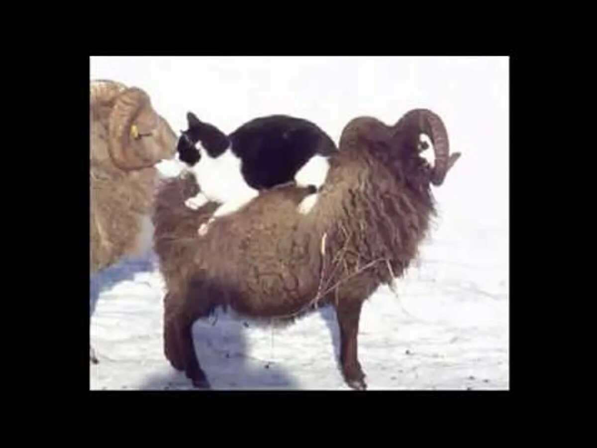 Баран видео приколы. Кот баран. верхом на баране. катается на баране. на баране верхом прикол.