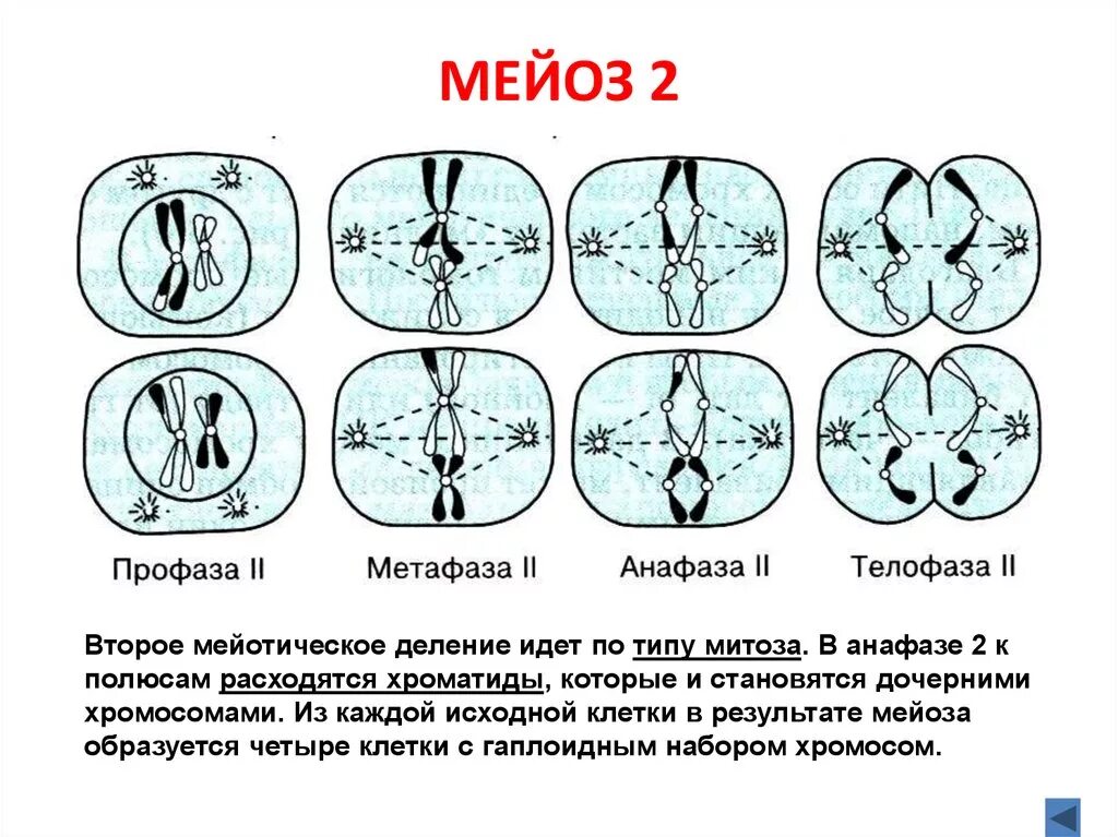 Мейоз профаза метафаза анафаза телофаза. Анафаза 2 мейоза схема. профаза второго деления мейоза. метафаза мейоза. метафаза 2 деления мейоза.