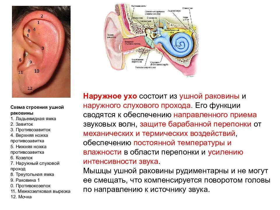 Противозавиток ушной раковины анатомия. Строение ушной раковины новорожденного. Наружное ухо состоит из ушной раковины и наружного слухового прохода. Строение слуховой сенсорной системы.