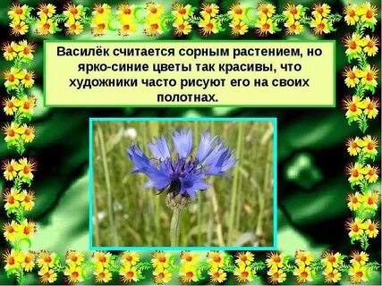 Предложение с васильком