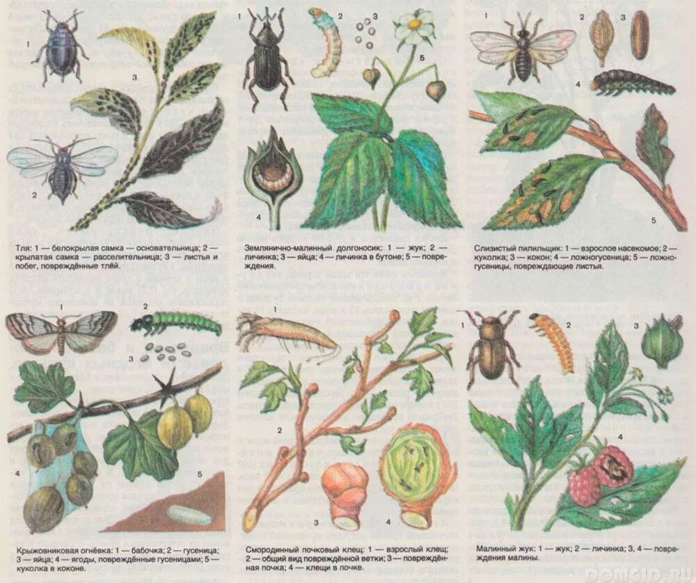 малинный клоп. малинно-земляничный долгоносик. вредители малины. малинный жук малинник. вредители малины.