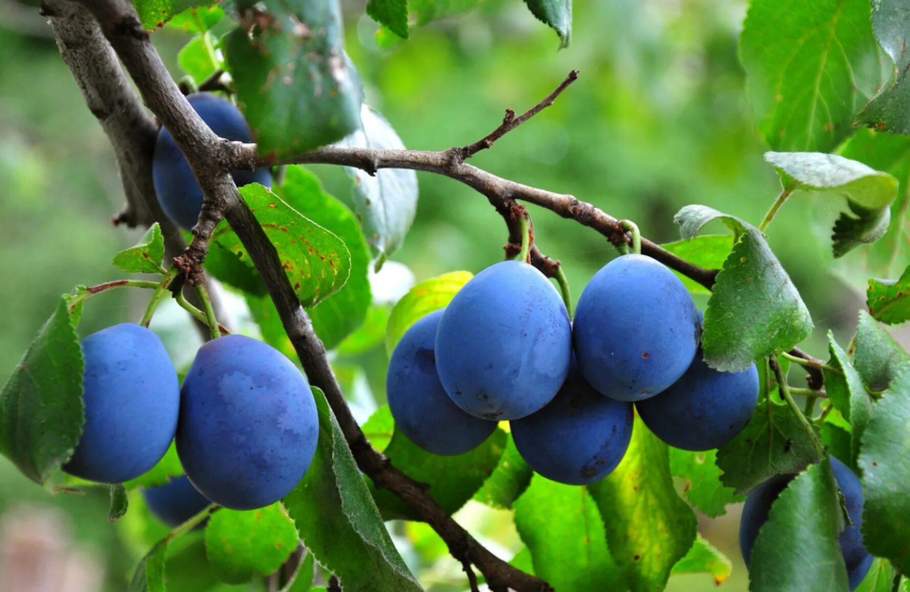 Айва и алыча. Слива богатырская синяя. Карликовые сливовые деревья анжелина. Кину сливу. Алыча зеленая.