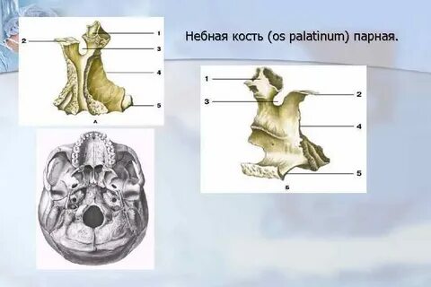 Небная кость