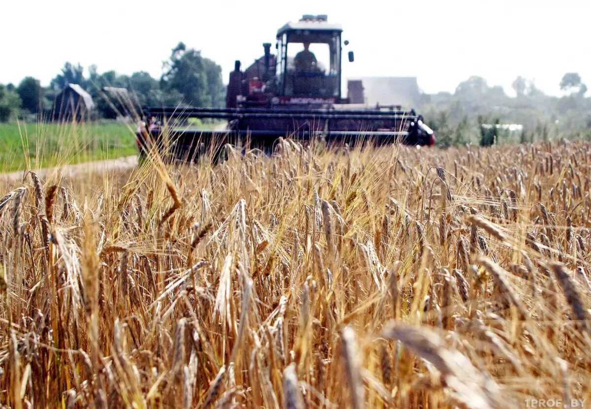 Земледелие в беларуси. Сорт ирень яровой пшеницы. A bumper grain harvest. Сборы зерна в 2022 в рб. Уборка урожая беларусь.