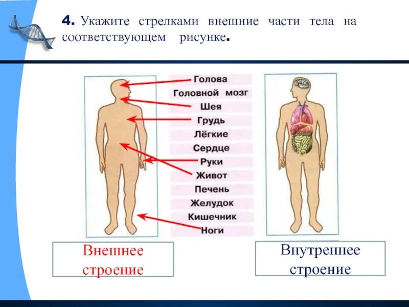 2 класс окр мир строение тела человека. 2 класс окр мир строение тела человека