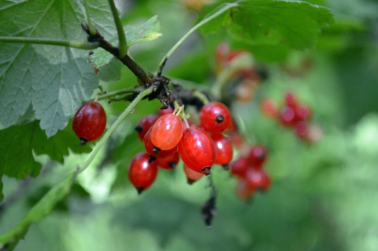лесная смородина репис. дика смородина. дика смородина. дика смородина. смородина репис.