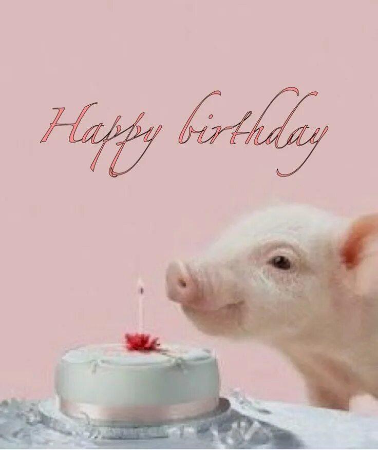 Днем рождения свинка. С днем рождения поросенок. Поросенок поздравляет. Свинья поздравляет с днем рождения. С днём рождения кабанчик.
