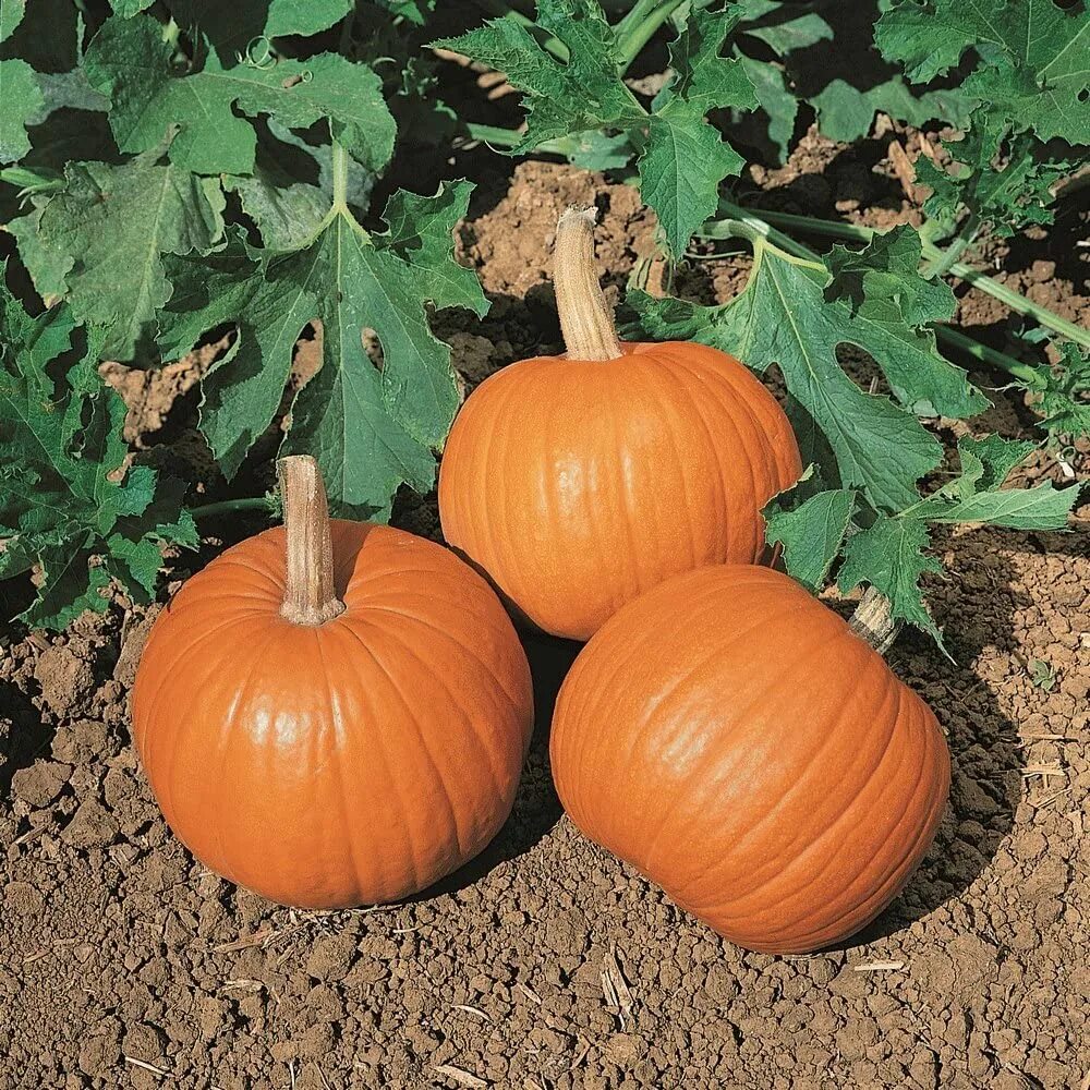 Тыква сорт Jack-o-Lantern семяна. Тыква Бамбино. Тыква Jarrahdale. Семена тыква Бамбино.