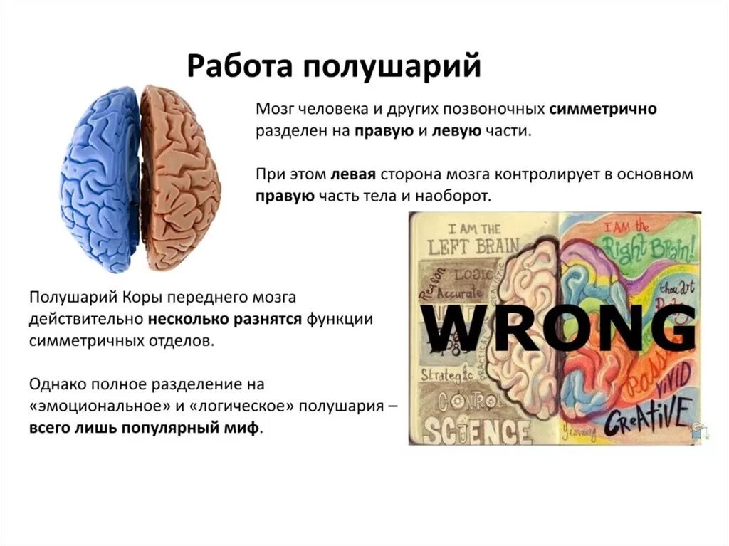 Полушария мозга. Разные полушария мозга. Левое и правое полушарие мозга. Кроссовок полушария мозга. Тест правое полушарие