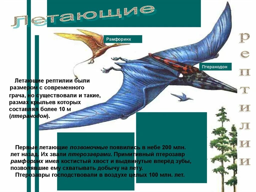 Жила на свете птеранодон. Рамфоринх (Rhamphorhynchus). Птеранодон. Строение крыла Птерозавра. Птеранодон размах крыльев.