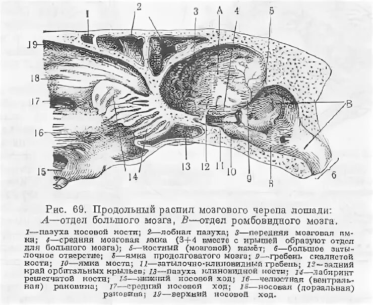 Соединение костей черепа млекопитающих. Черепной отдел млекопитающих. Череп домашнего гуся. Кости лицевого отдела черепа собаки. Носовая полость свиньи строение.