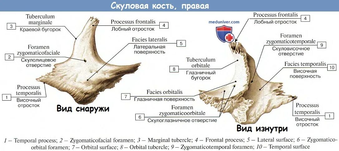 Анатомия скуловой кости