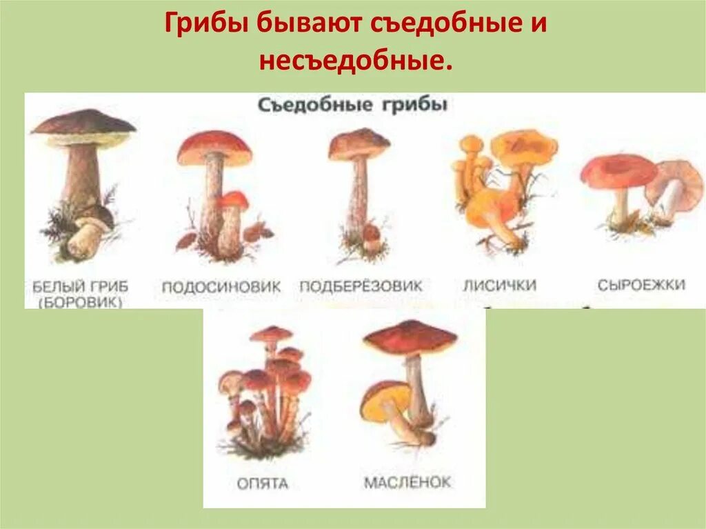Назови 3 гриба. Съедобные грибы и несъедобные грибы названия. 5 Съедобных грибов и 5 несъедобных грибов. Съедобные грибы несъедобные грибы окружающий мир. Съедобные и несъедобные грибы 1 класс окружающий мир.