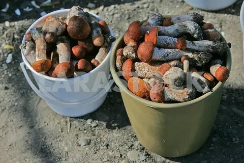 Красноголовики заморозить