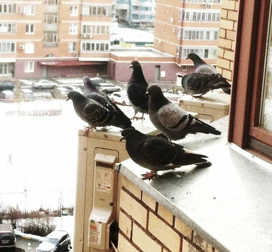 Как избавиться от голубей на крыше. Голубь на подоконнике. голуби на балконе. голуби на крыше. отпугиватель голубей с балкона.