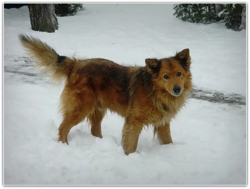 каштанка 1952. каштанка дом. каштанка дом. алисия браун порода собак. каштанка дом.