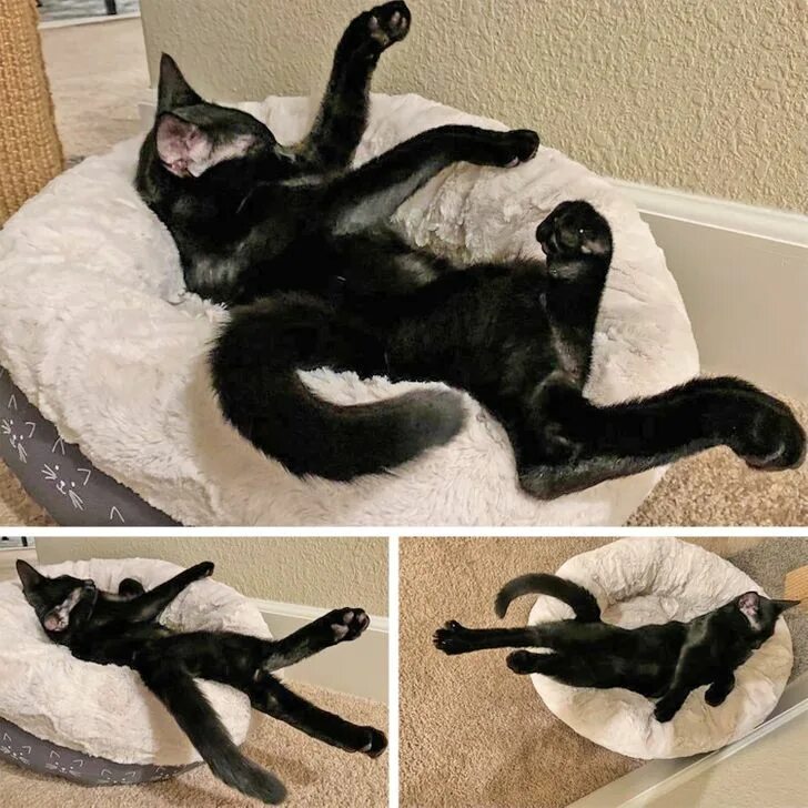 Пятничный котик. Неудачи кошек. Котики смешные. Кот осознал. Неудачи кошек.