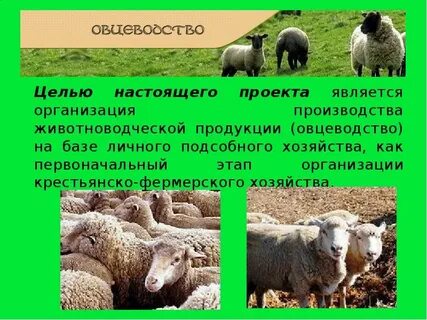 Хозяйственные особенности овец