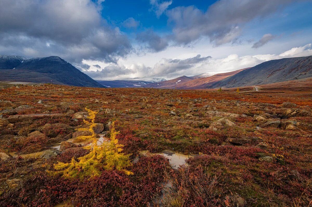 Флора полярного урала. Тундра ненецкий. Большеземельная тундра. Тундра ненецкий автономный округ. Тундра ненецкий.
