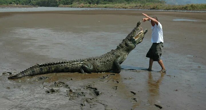 A crocodile is longer than a