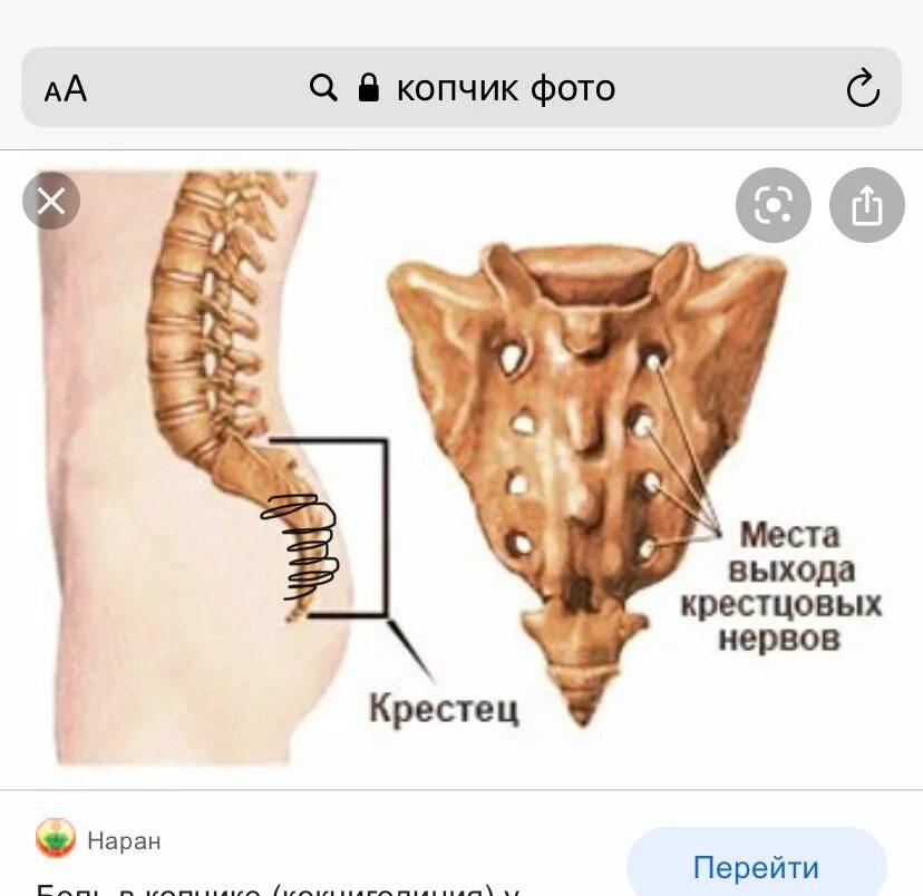 Крестовой отдел позвоночника. Крестец и копчик анатомия. Строение крестцово копчикового отдела. Копчик крестец поясница строение. Крестец и копчик анатомия человека.