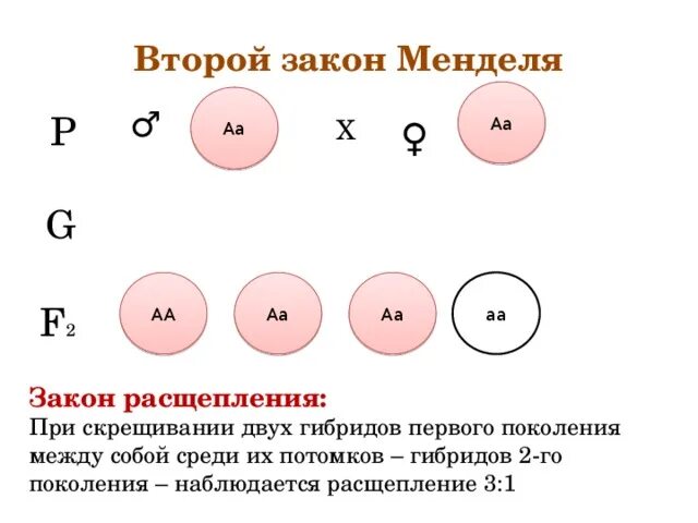 Задачи по генетике на законы менделя. Законы Менделя таблица. Законы Менделя схема. 3 Закон Менделя таблица. Законы Менделя кратко с примерами.