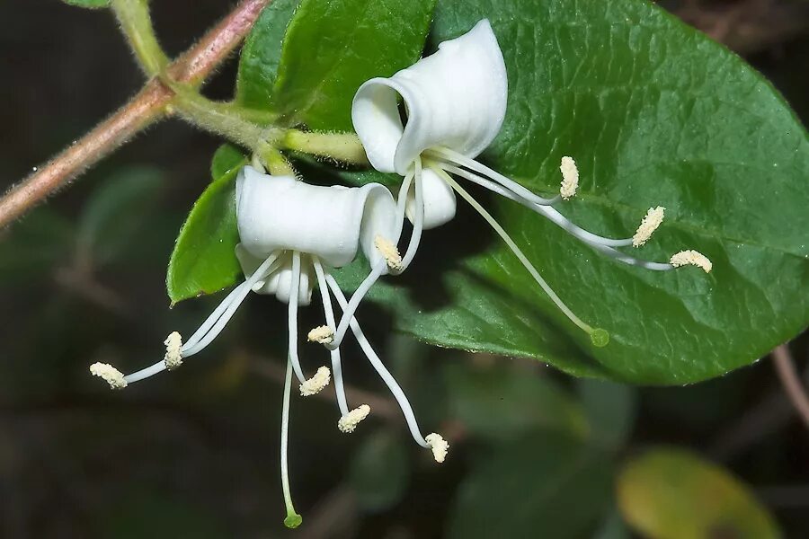 Японская жимолость (Lonicera japonica). Жимолость японская 'Halliana'. Лоницера Японика. Кис растение