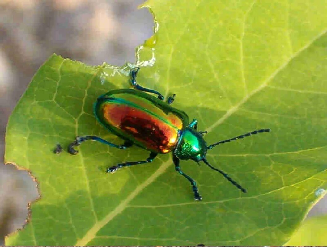 Разноцветные жуки и бабочки. Разноцветные жуки. Зеленый Жук. Большой зеленый Жук. Большой цветной Жук.