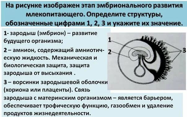 Эмбрион млекопитающих получает. Стадии эмбрионального развития млекопитающего. структуры эмбриона млекопитающих. на рисунке изображён этап эмбрионального развития млекопитающего. структуры эмбрионального развития млекопитающего.