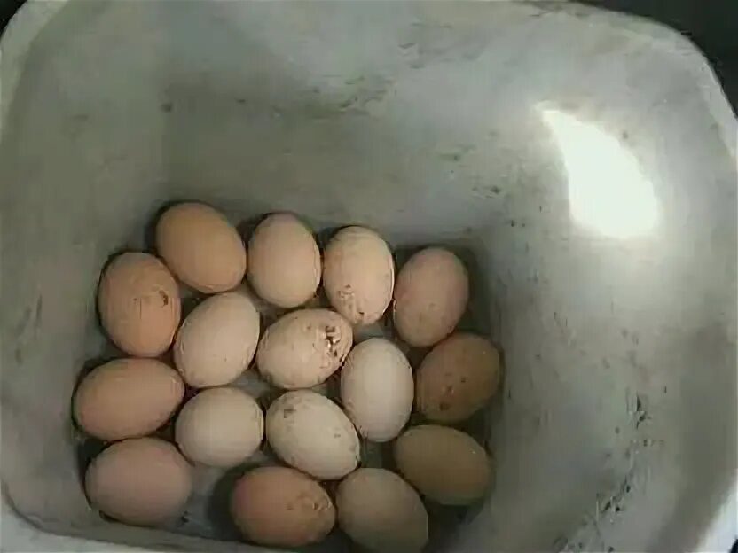 Купить яйца кур на авито