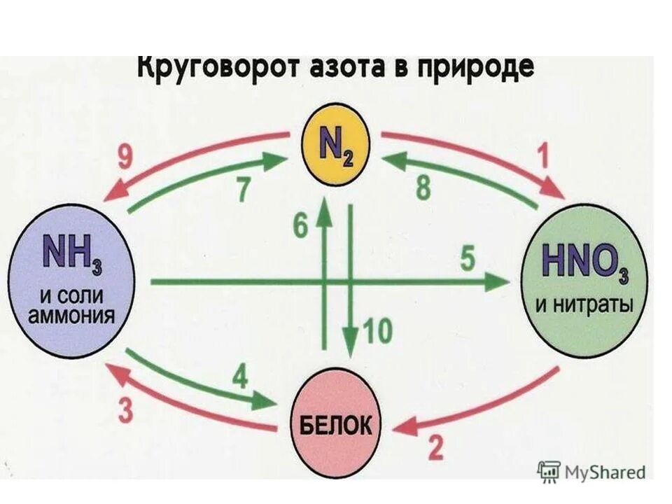 Азот и т д. Нахождение в природе азота. Распространенность азота в природе. Азот функция в природе. Азот нахождение в природе кратко.