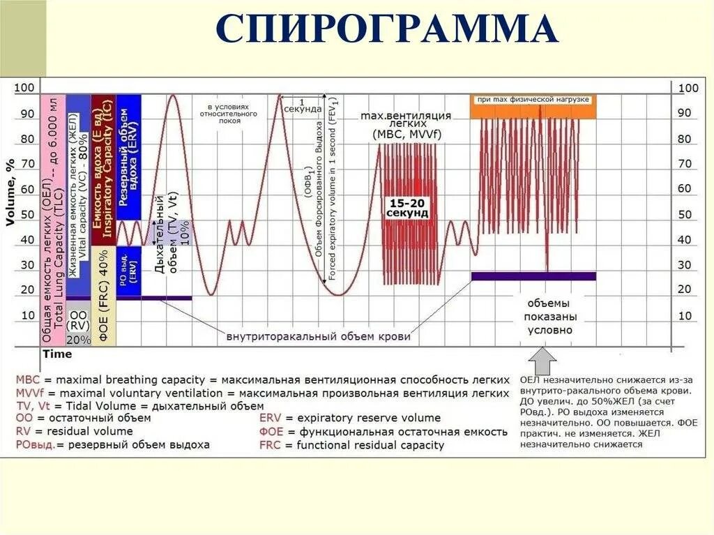 Как определить емкость легких. Спирограмма дыхания физиология. Показатели внешнего дыхания спирометрия. Спирограмма физиология график. Частота дыхания на спирограмме.