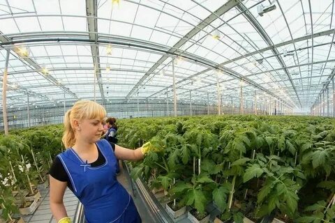 Работа в теплицах отзывы
