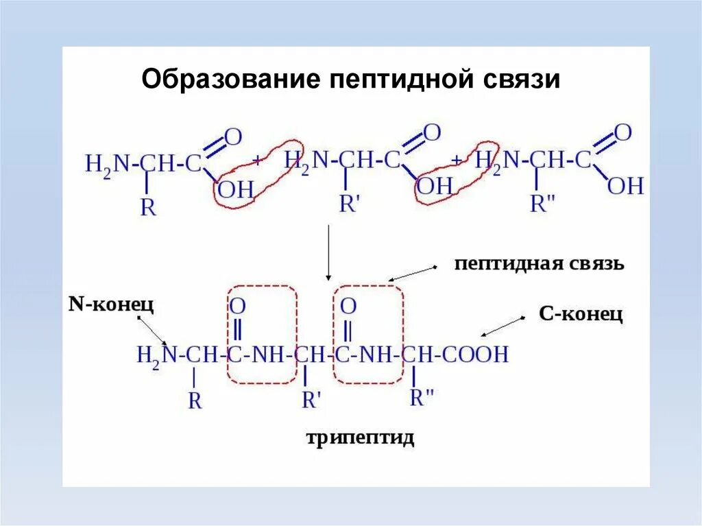 Образование белков. Реакция образования пептидов. Аминокислоты образование пептидов. Пептидные связи в Тетрапептиде. Схема реакции образования полипептидов.