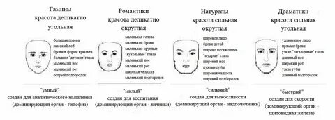 Подбородок прилагательные