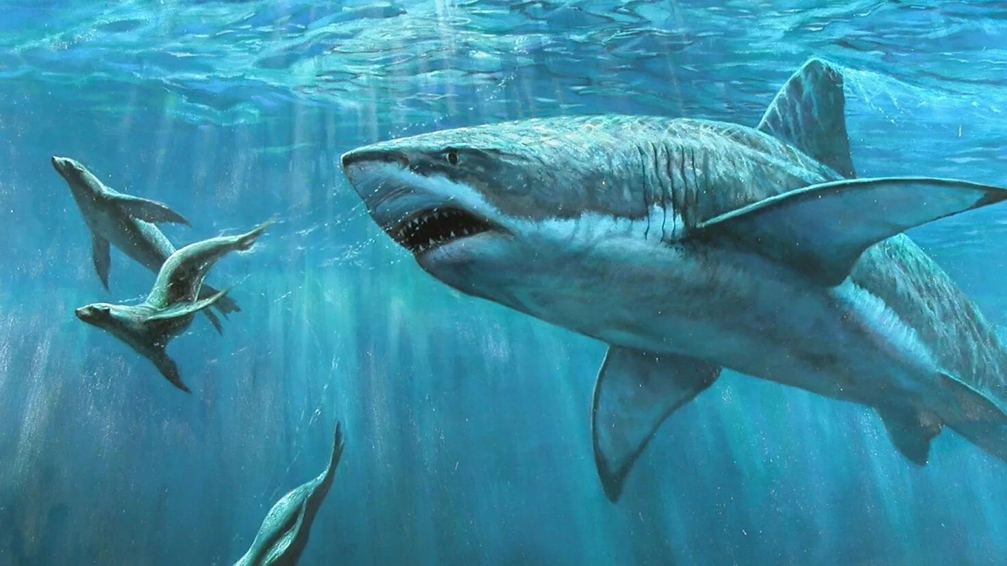 В каком океане акулы встречаются только летом. Мадагаскарская острозубая акула. Акула под водой. Волшебная акула. Акула в океане рисунок.
