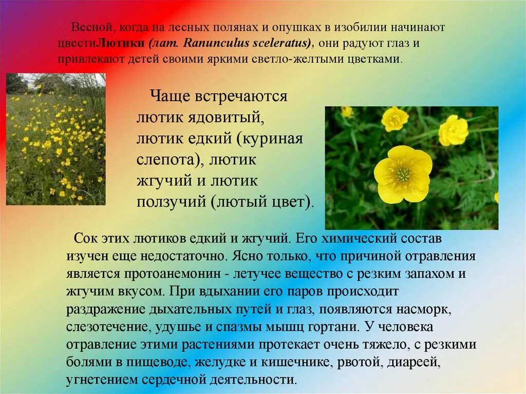 Лютик ядовитый Ranunculus sceleratus. Лютик едкий куриная слепота. Лютик едкий цветок описание. Чистотел едкий Лютик.