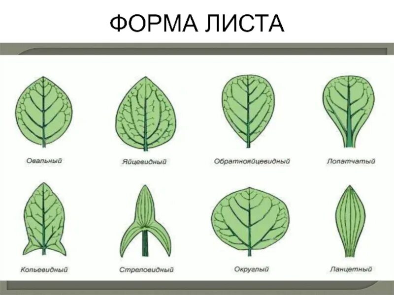Форма листа 6 класс. Жилкование листа дуба. форма листа биология 6 класс. формы листьев. форма листовой пластинки.
