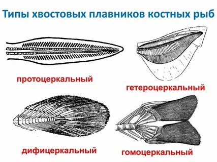 Плавники костистых рыб