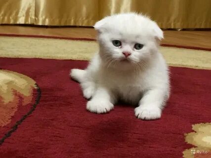Шотландская кошка добрая