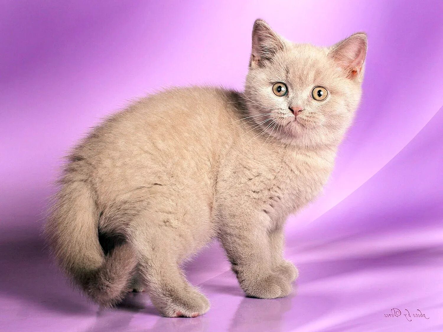Британская лиловая кошка