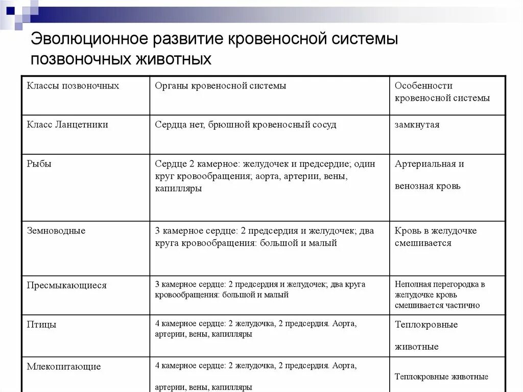 Система органов животных 8 класс биология. Эволюция кровеносной системы таблица. Таблица по биологии 7 класс кровеносная система. Таблица по биологии 7 класс кровеносная система животных. Эволюция кровеносной системы таблица 7.