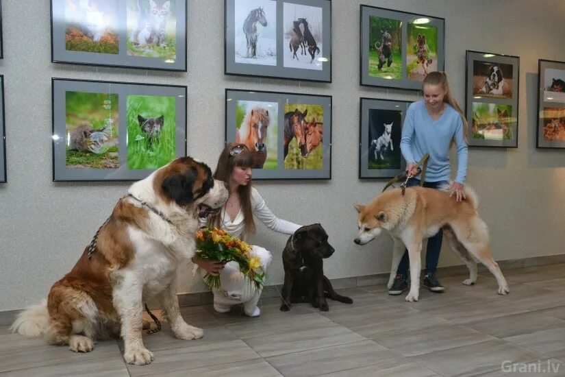 Выставка животных чебоксары. Собачий приют в чебоксарах. Выставка зверей в тц июне. Ярмарка раздача животных афиша. Приют для кошек чебоксары.