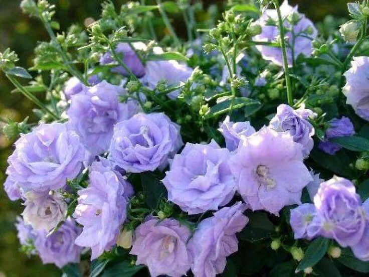 Campanula Appeal - Vivai Tempesta - Piante mediterranee, piante da frutto e pian