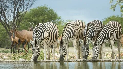 Wildlife safari