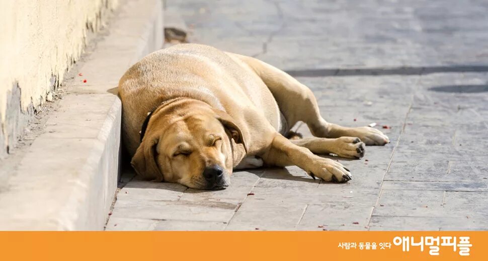 сон людей и животных. в обнимку с собакой. новорожденный щенок и котенок. собака сонник к чему снится собака. приснилось что подарили собаку.